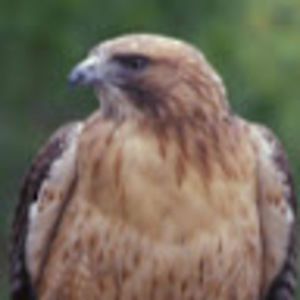 Meet your Posher, Christian